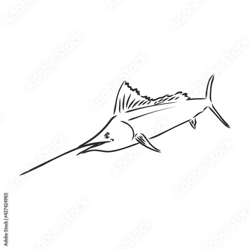 Hand drawn swordfish. Vector illustration in sketch style