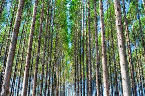 Eucalyptus plantation for the cellulose industry and timber extraction