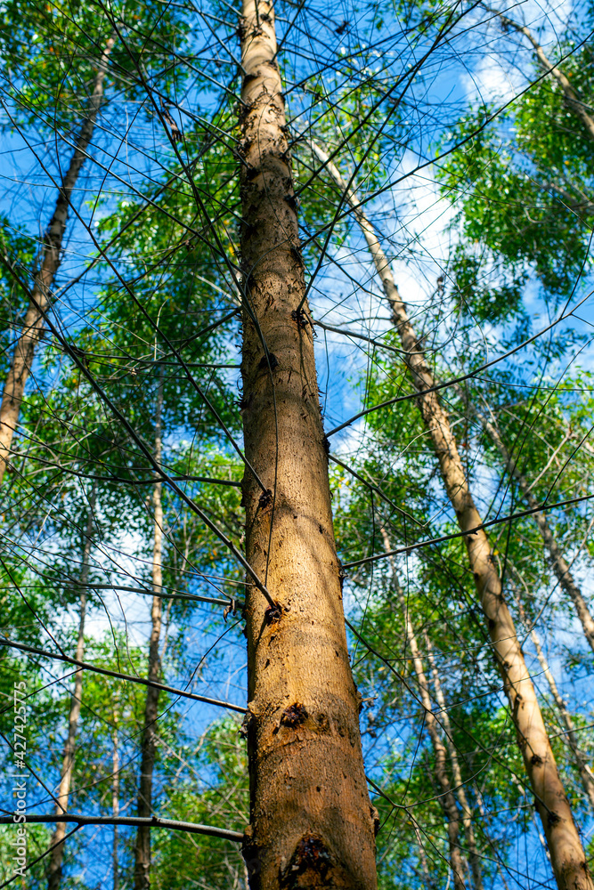Fototapeta premium Eucalyptus plantation for the cellulose industry and timber extraction