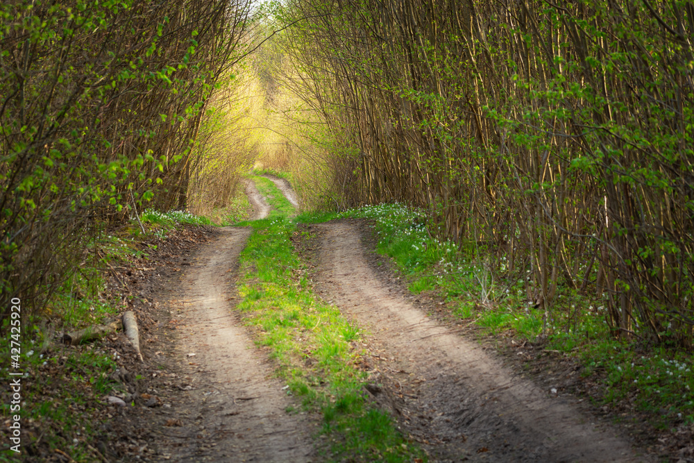 Fototapeta premium Dirt road through spring forest and sunlight