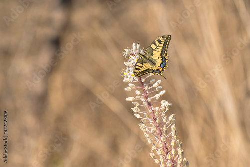 Fotografía Old World Swallowtail (Papilio machaon) extracting nectar from Sea Squill (Drimi