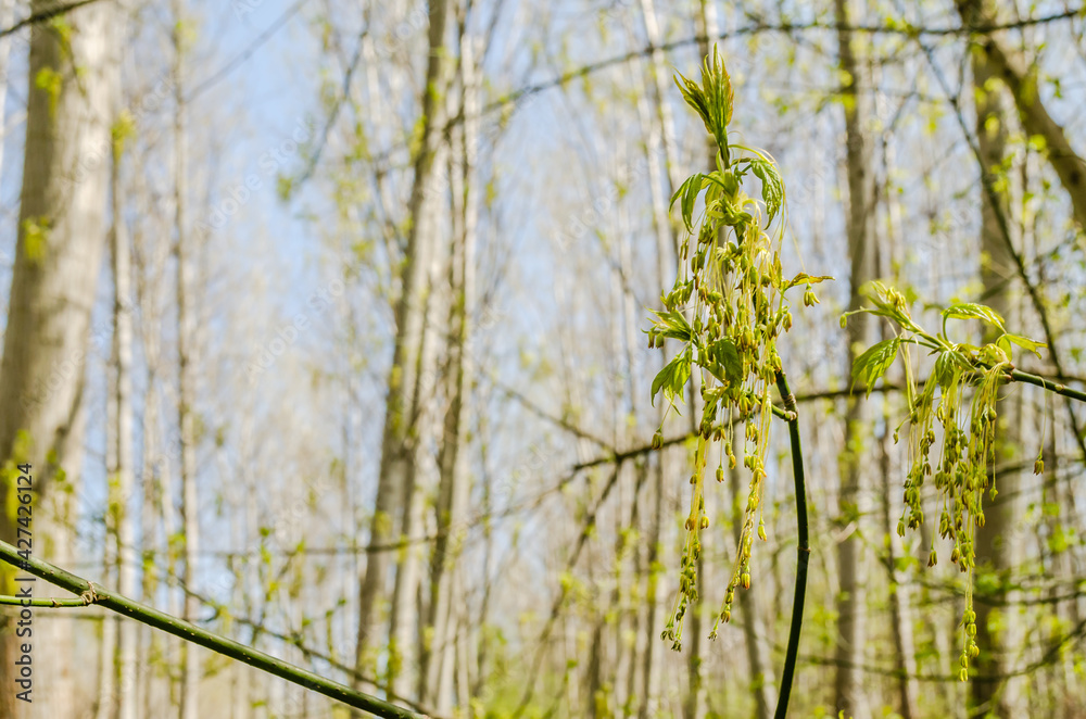 Forest on the bank of the Danube river in the spring near Petrovaradin, Novi Sad, Serbia. Forest on the bank of the Danube river in the spring near Petrovaradin, Novi Sad, Serbia.