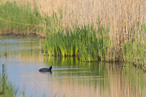 Common Coot (Fulica atra) swimming in a ditch with reed and other vegetation photo
