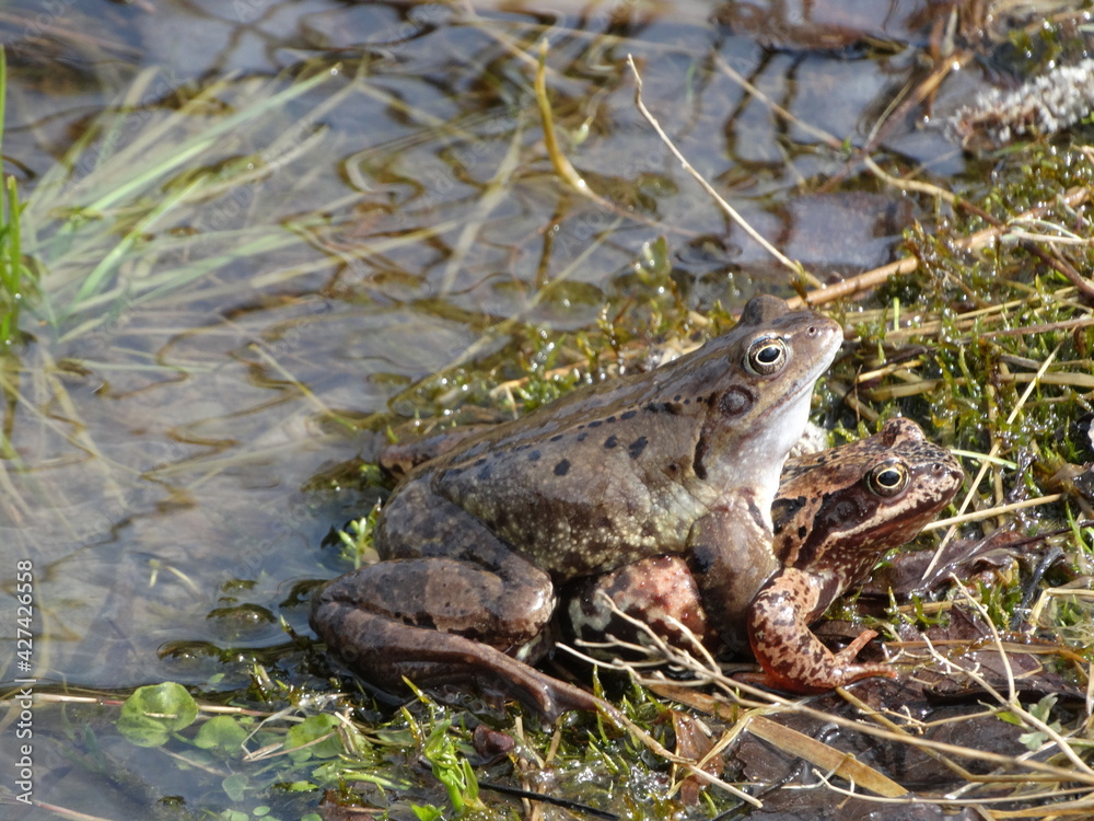 Obraz premium Rana arvalis in grass at mating time. Wild photo from nature. Single moor frog on the edge od pond. 