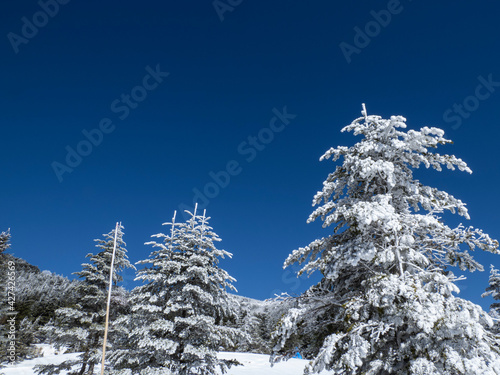 snow covered pine trees