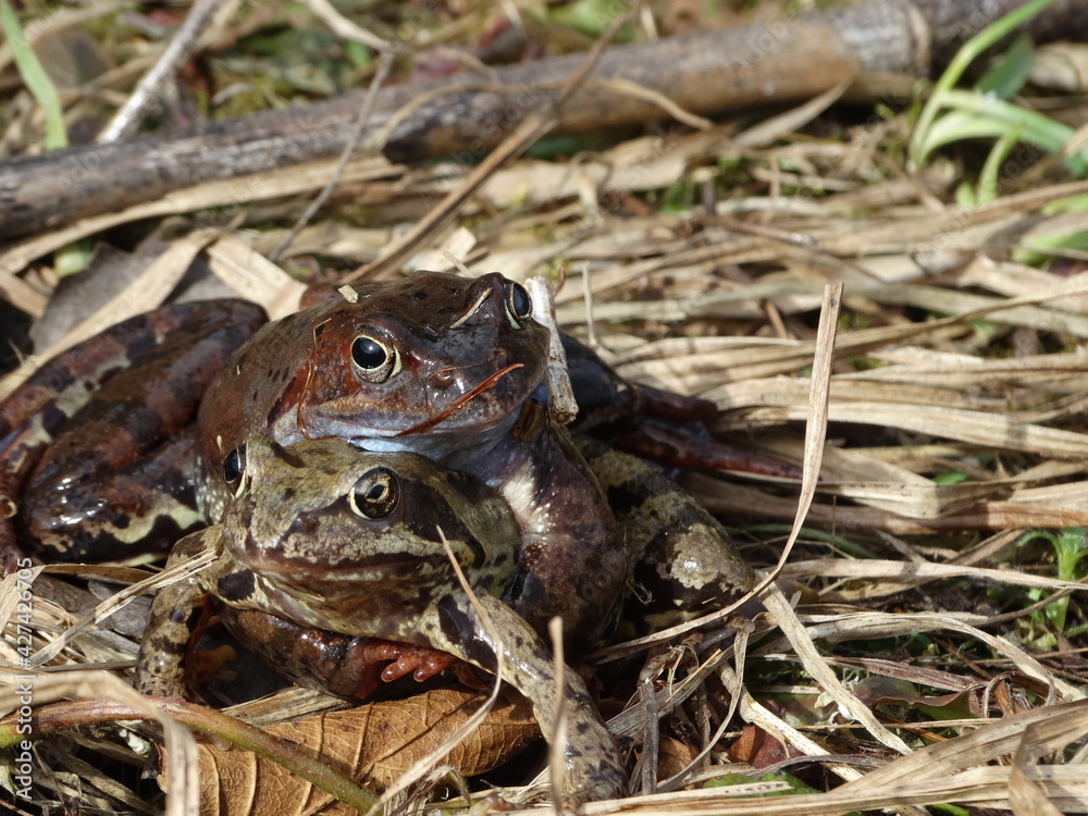 Rana arvalis in grass at mating time. Wild photo from nature. Moor frog couple in amplexus mating position in the reproduction season. Rana arvalis in grass at mating time. Wild photo from nature. Moor frog couple in amplexus mating position in the reproduction season.