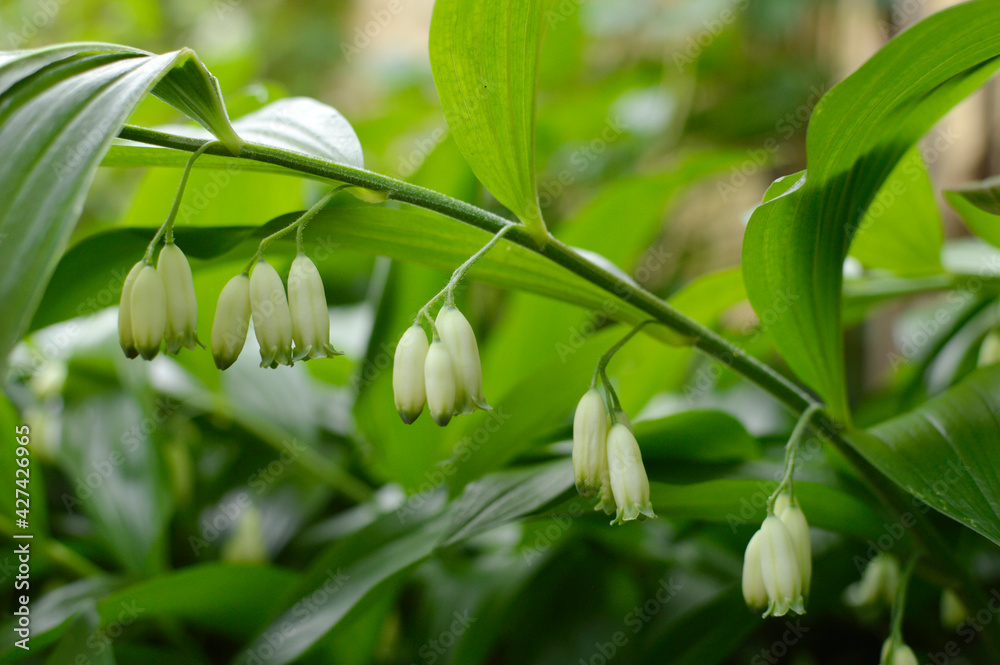 polygonatum odoratum variegatum plant with white flowers close up