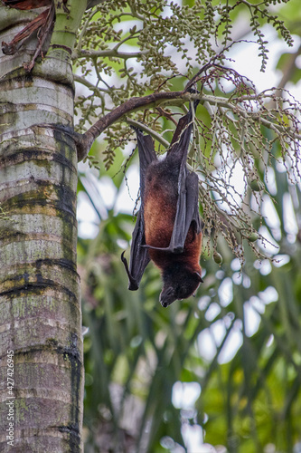Flying fox called Megabat, in Latin Pteropodidae, hangs on a palm tree, portrait photo