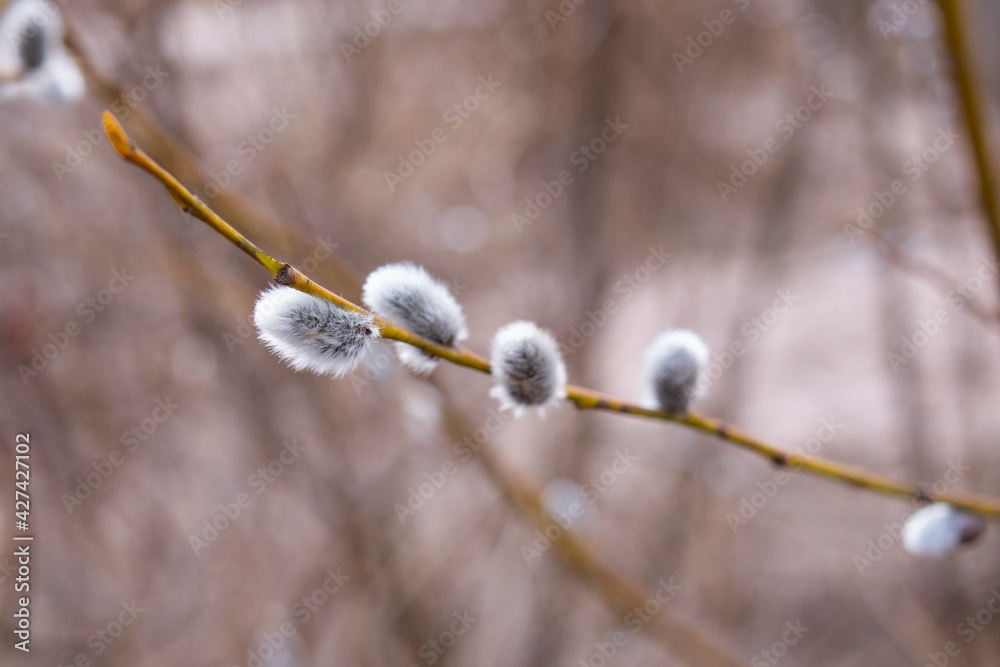 Fluffy pussy willow buds on branch close-up. Fluffy pussy willow buds on branch close-up.