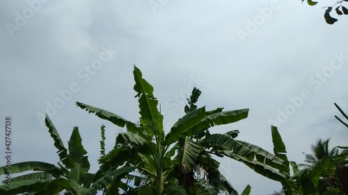Green banana leaves swaying in the breeze, the sky with clouds and rain.