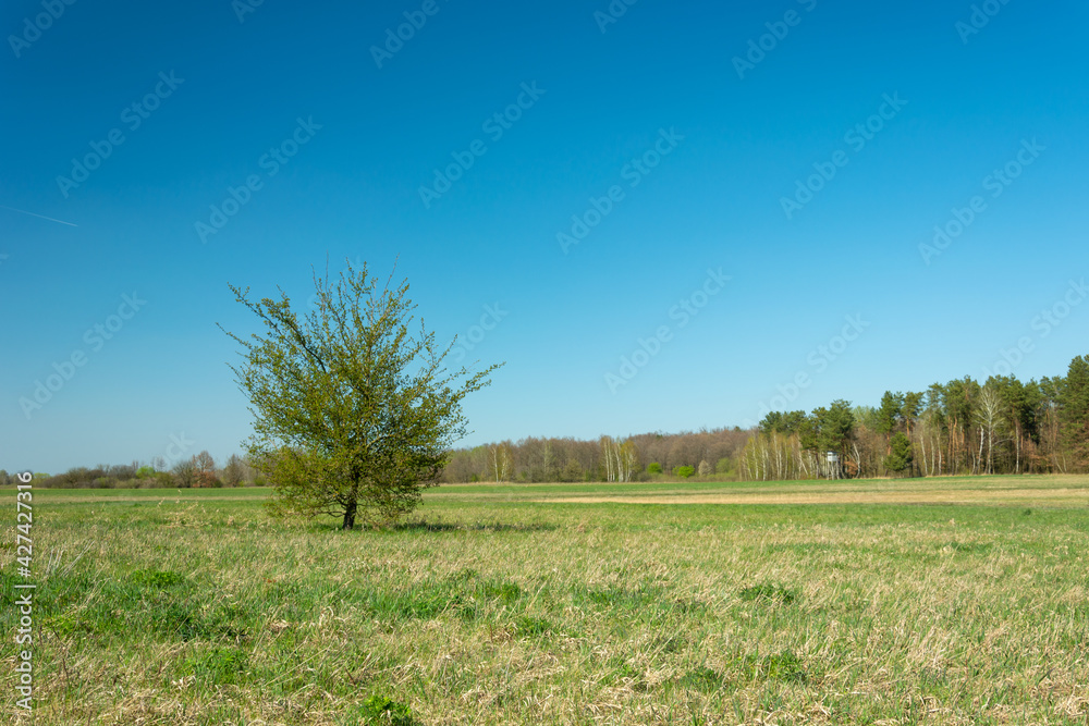 Fototapeta premium A lonely tree growing in a meadow, a forest in the horizon