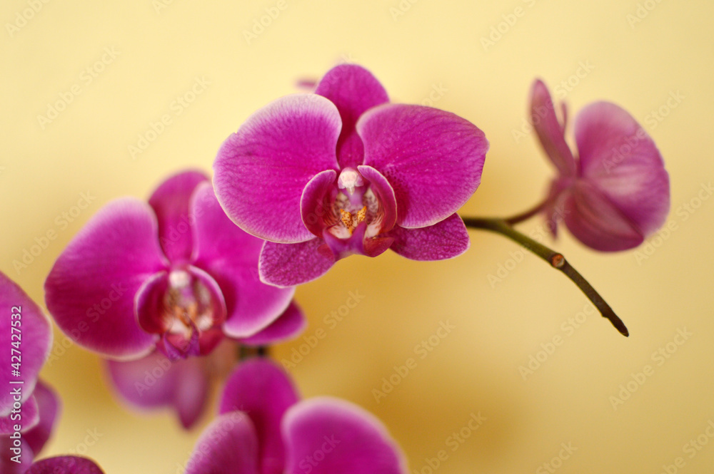 pink blooming phalaenopsis orchid growing in the flower pot pink blooming phalaenopsis orchid growing in the flower pot
