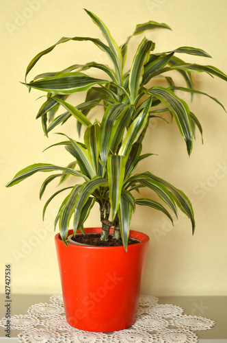 dracena victoria plant growing in the flower pot photo