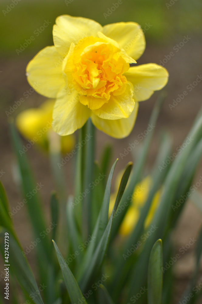 yellow daffodils in spring growing in the garden yellow daffodils in spring growing in the garden