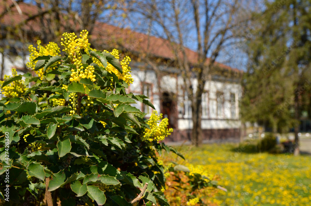 blooming mahonia plant in sunlight with traditional house in Backi Petrovac in the background