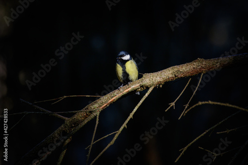 Wallpaper Mural Shadow and Light - sunbeam on great tit while darkness Torontodigital.ca