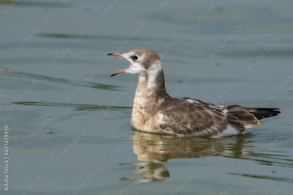 Black-headed Gull (Chroicocephalus ridibundus) juvenile swimming in a lake calling