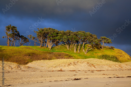 Drzewa przed burzą, Południowa Wyspa, Nowa Zelandia