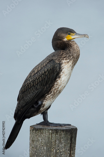 Great Cormorant (Phalacrocorax carbo) perched on a wooden pole in a lake photo