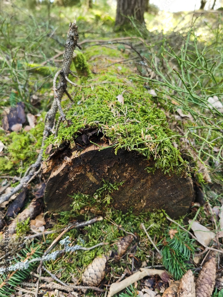 moss on the tree moss on the tree