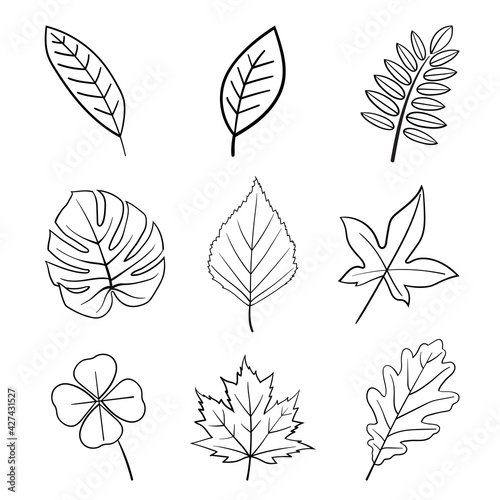 Hand drawn different leaves vector