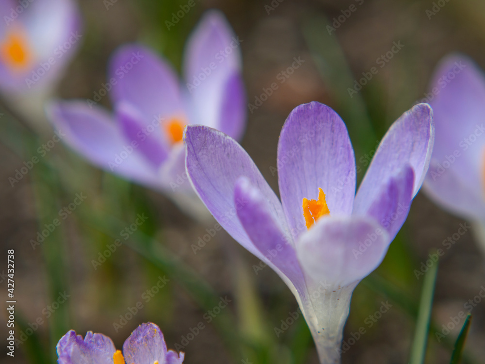 Lilac spring flower on a background of blurred flowers and greenery. Ready-made postcard or wallpaper. Lilac spring flower on a background of blurred flowers and greenery. Ready-made postcard or wallpaper.