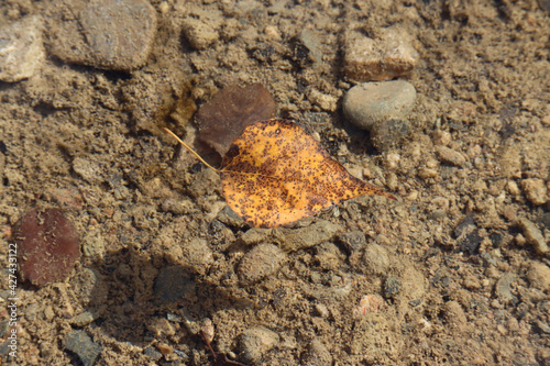 leaf floating on water