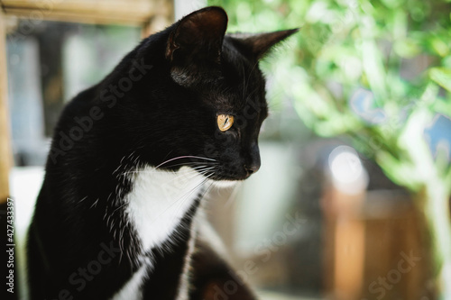 Portrait of a black and white kitten sitting on terrace outdoors