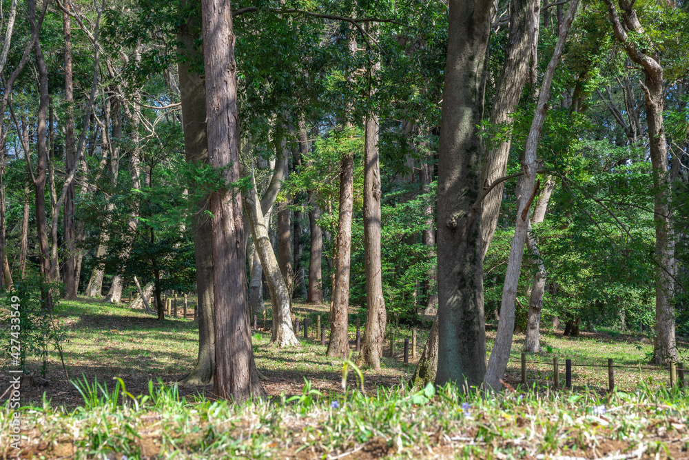 爽やかな公園 爽やかな公園