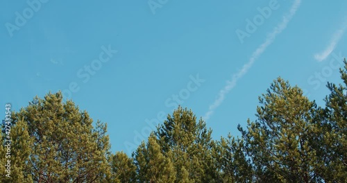 beautiful spring pine forest against the blue sky 