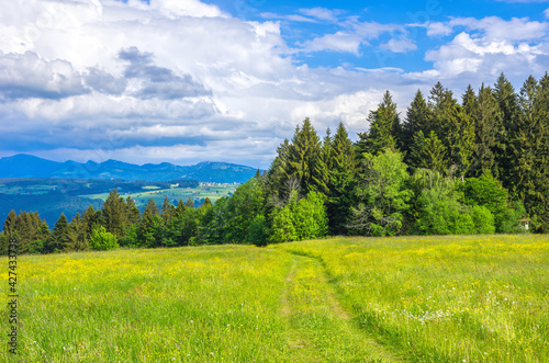 Allg  u Landscape near Scheidegg  Bavaria  Germany