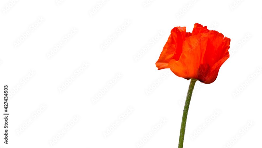 Obraz premium Red poppy, scientific name Papaver rhoeas in full bloom with green large bud capsules and a deliberately blurred background in a green garden, flower