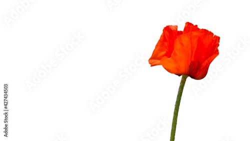 Red poppy, scientific name Papaver rhoeas in full bloom with green large bud capsules and a deliberately blurred background in a green garden, flower