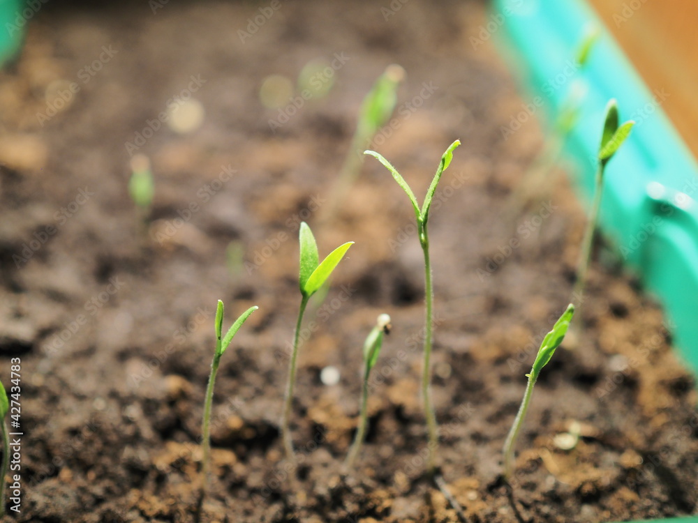Close-up of green seedling growing out of soil Close-up of green seedling growing out of soil