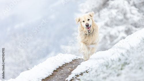 golden retriver in the snow