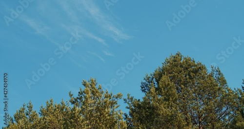 beautiful spring pine forest against the blue sky 