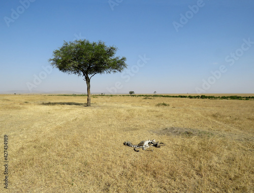 Dead zebra corpse in Maasai Mara-an area of preserved savannah wilderness in Kenya photo