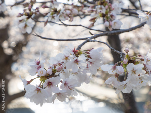 cherry tree blossom