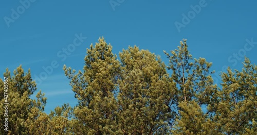 beautiful spring pine forest against the blue sky 