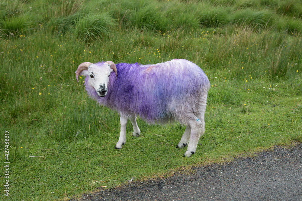 Obraz premium Purple Sheep
