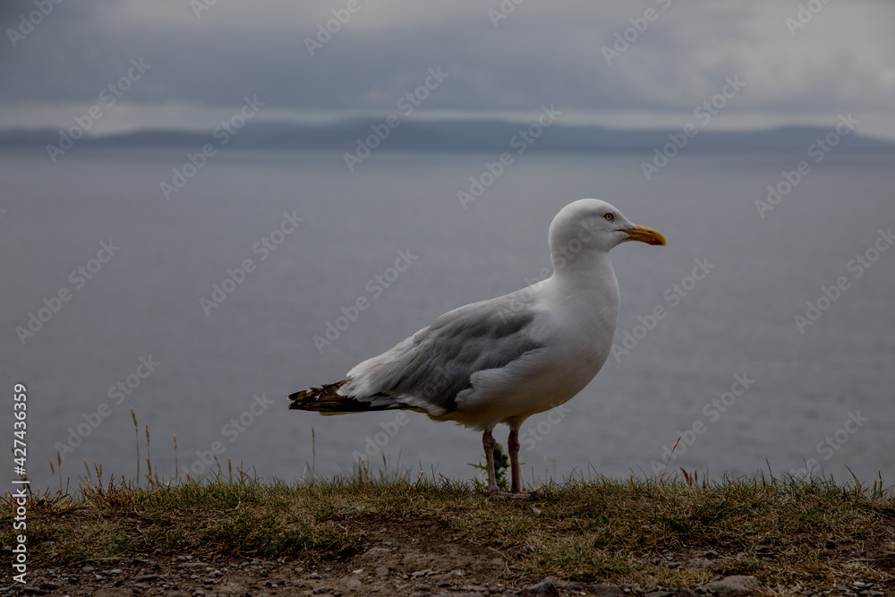 Seagull on the Beach Seagull on the Beach
