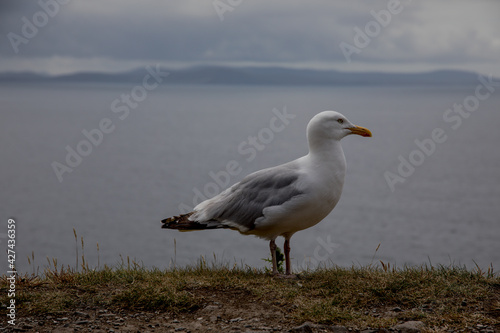 Seagull on the Beach © Etienne