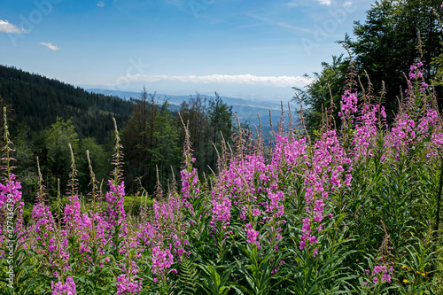 Fototapeta Naklejka Na Ścianę i Meble -  blooming fireweed, willow herb flower on the mountain slope with Tatra Mountains in the background