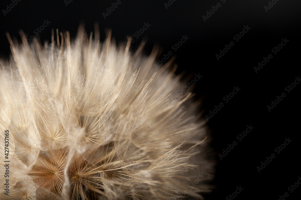 Fototapeta premium black background quarter half top right dandelion