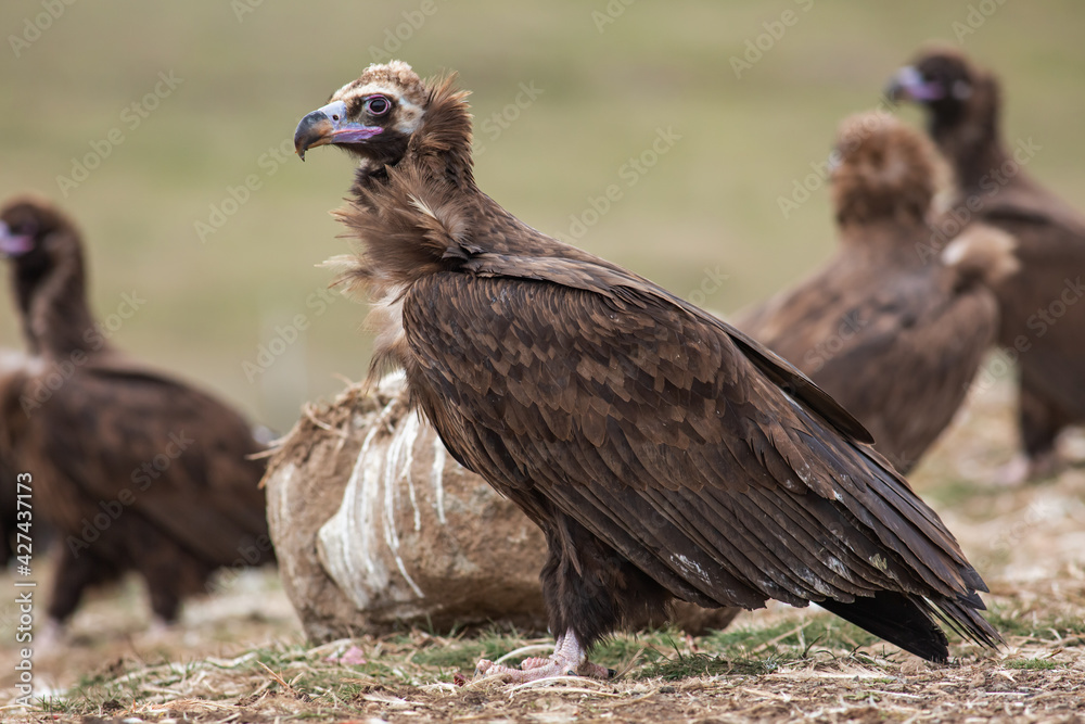 Cinereous Vulture, (Aegypius monachus) in its natural habitat. Wildlife. Cinereous Vulture, (Aegypius monachus) in its natural habitat. Wildlife.