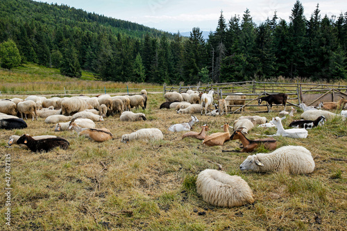 Fototapeta Naklejka Na Ścianę i Meble -  herd of sheeps and goats on the mountain meadow
