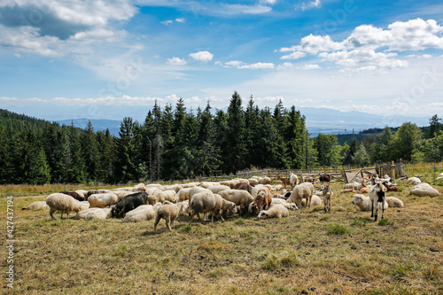 Fototapeta Naklejka Na Ścianę i Meble -  herd of sheeps and goats on the mountain meadow