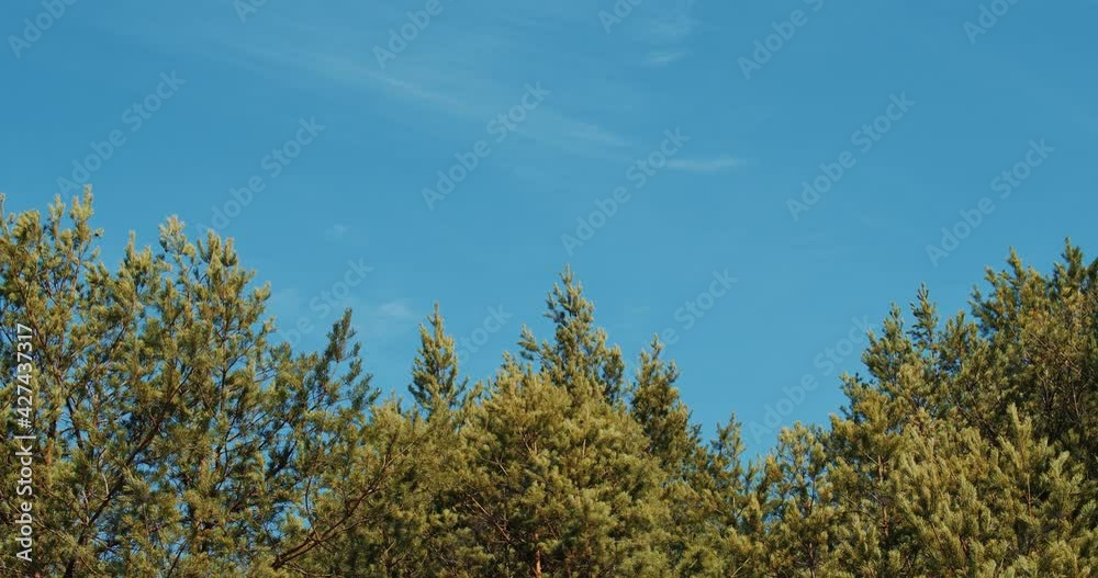 beautiful spring pine forest against the blue sky beautiful spring pine forest against the blue sky