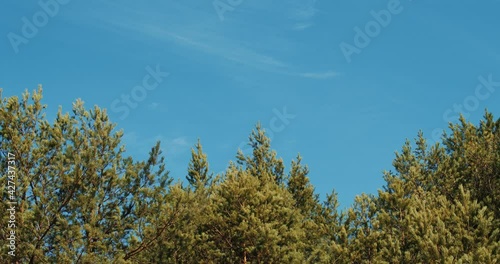 beautiful spring pine forest against the blue sky 