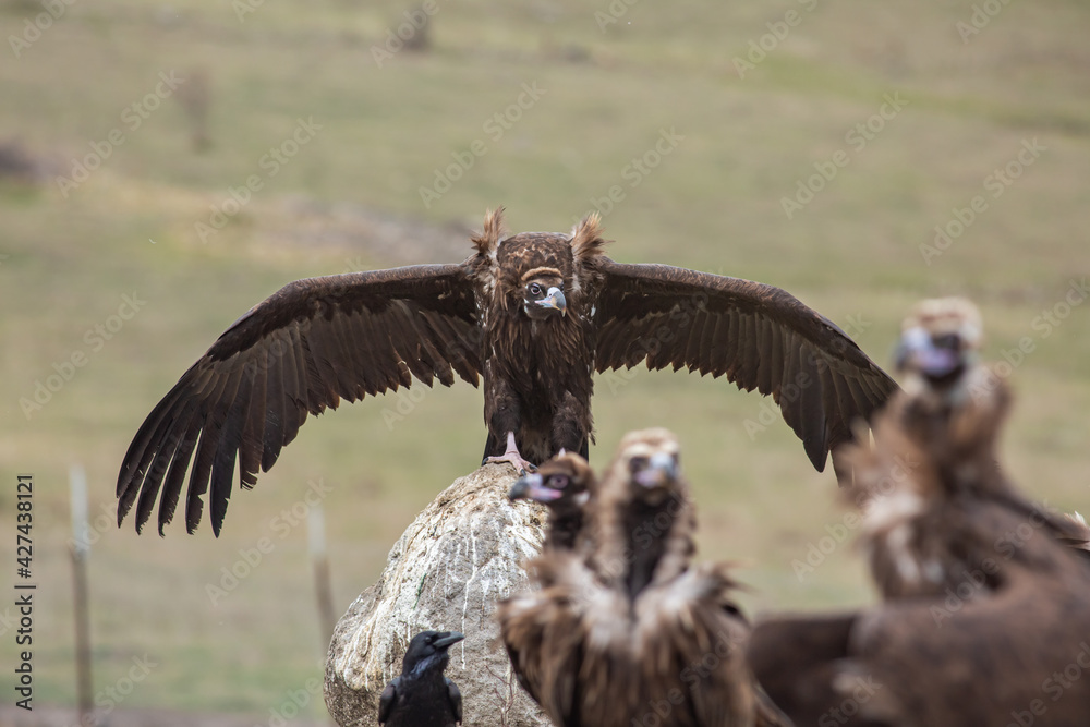 Cinereous Vulture, (Aegypius monachus) in its natural habitat. Wildlife. Cinereous Vulture, (Aegypius monachus) in its natural habitat. Wildlife.